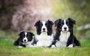 Entre mais de 300 raças reconhecidas no mundo, o border collie ocupa um posto singular: é considerado o cachorro mais inteligente do planeta (Foto: X)
