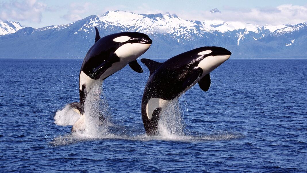 No Mar Salish, região entre o Canadá e os Estados Unidos, cientistas estão testando uma solução tecnológica inédita para proteger uma das espécies mais icônicas dos oceanos: as orcas (Foto: X)