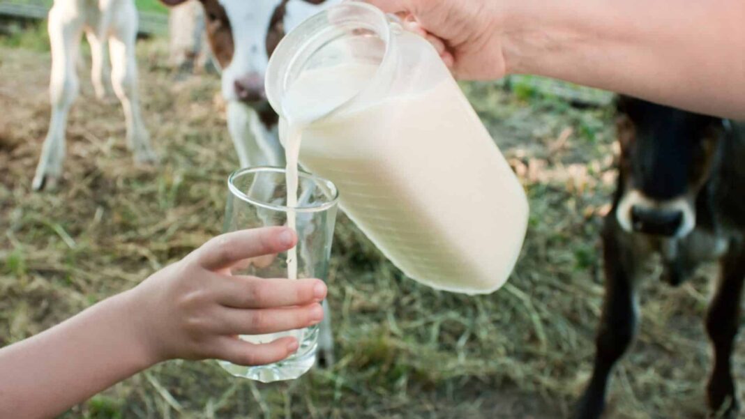 Beber leite “direto da vaca” pode parecer uma prática saudável e natural, mas especialistas alertam: o hábito representa riscos sérios à saúde (Foto: X)