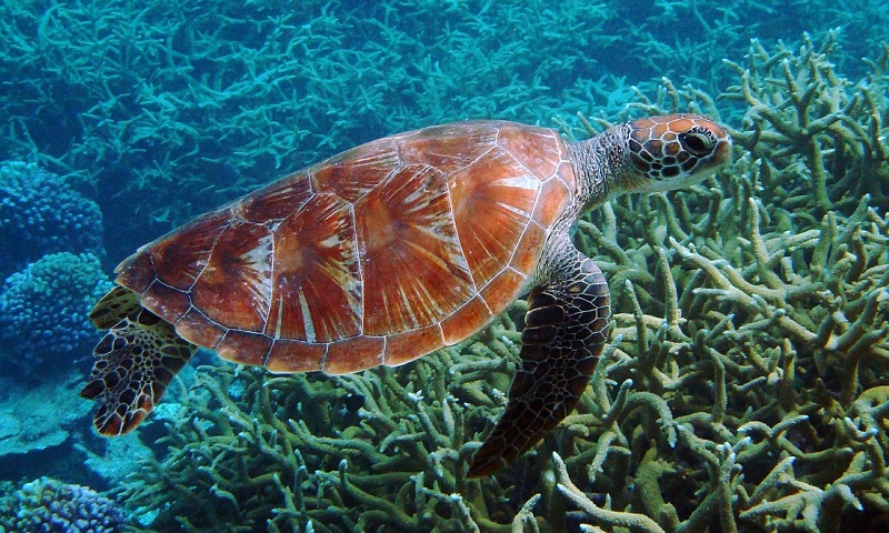 Um estudo da Universidade Atlântica da Flórida revelou que o aumento da temperatura representa uma séria ameaça à sobrevivência das tartarugas marinhas (Foto: X)