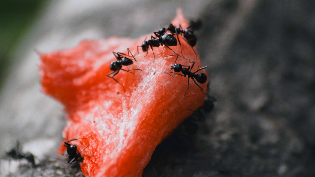Elas medem poucos milímetros, mas realizam façanhas que desafiam a lógica da física. As formigas estão entre os seres mais fortes do planeta, capazes de carregar objetos até 50 vezes mais pesados que o próprio corpo (Foto: Unsplash)