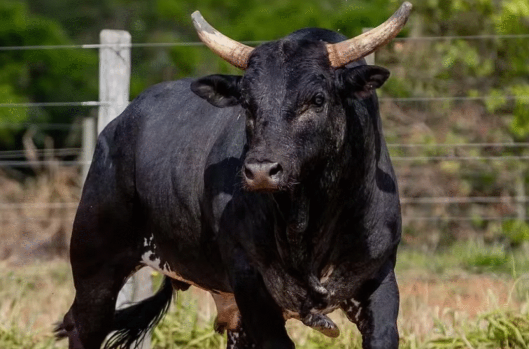 Entre os compradores estão os cantores sertanejos Henrique e Juliano, que se juntaram a investidores do setor para adquirir parte dos direitos sobre o animal (Foto: X)