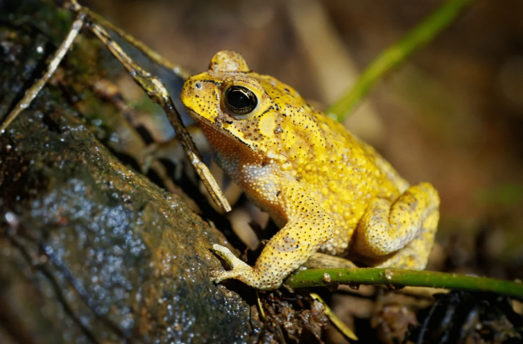 Os sapos-comuns-asiáticos (Duttaphrynus melanostictus), encontrados no sudeste da Ásia, passam quase todo o ano discretos, com a pele marrom que os ajuda a se camuflar nas margens de rios e poças (Foto: X)