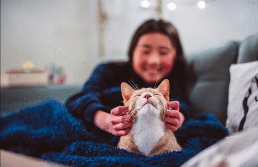 Frequentemente vistos como enigmáticos, os gatos são, na verdade, comunicadores habilidosos (Foto: X)