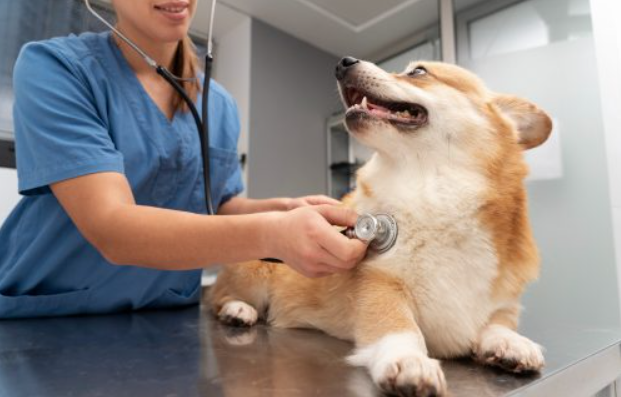 As doenças crônicas não transmissíveis, comuns entre humanos — como diabetes, câncer e obesidade — estão se tornando cada vez mais frequentes também no mundo animal (Foto: X)