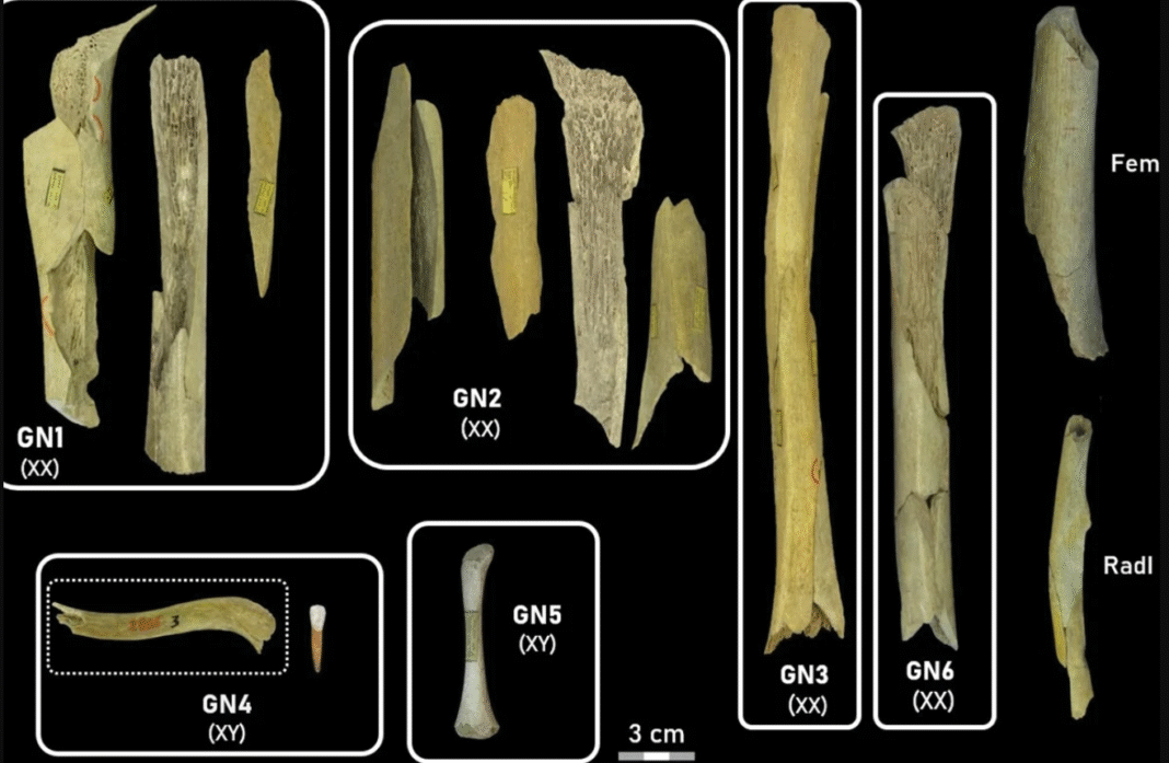Um novo estudo publicado na revista Scientific Reports trouxe à luz detalhes inéditos sobre um episódio de canibalismo ocorrido há cerca de 45 mil anos na caverna de Goyet, no sul da Bélgica (Foto: X)