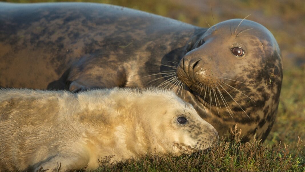 O leite da foca-cinzenta acaba de ganhar destaque científico após um estudo identificar uma composição muito mais complexa do que a do leite humano (Foto: X)