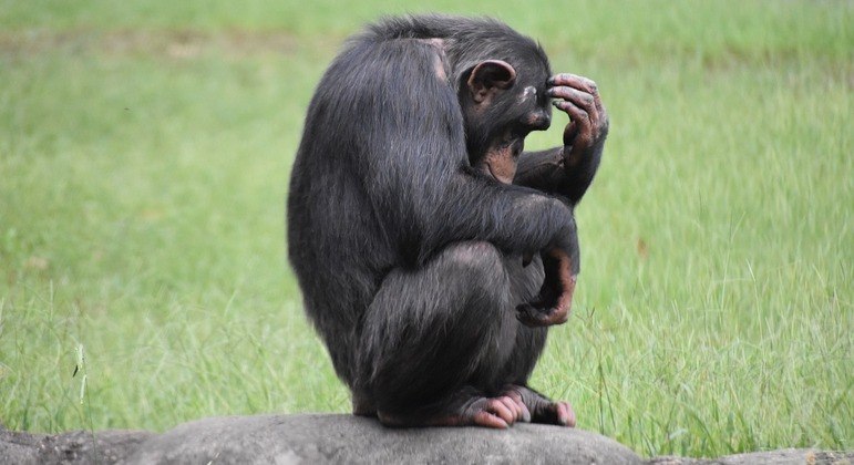 Os chimpanzés podem ser muito mais racionais do que se imaginava (Foto: X)