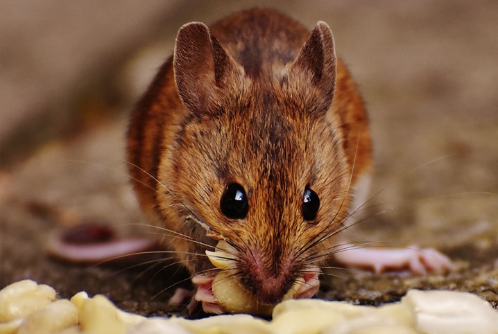 A imagem do ratinho correndo em direção a um queijo amarelo com furinhos atravessou séculos, marcou gerações em desenhos animados e se tornou símbolo universal desses animais (Foto: X)