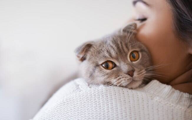 A imagem do gato distante e interessado apenas em comida começa a perder força diante de novas evidências científicas (Foto: X)