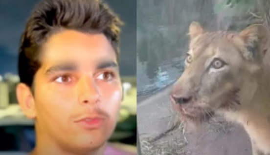 A leoa Leona, envolvida no ataque que matou um jovem de 19 anos no Parque Zoobotânico Arruda Câmara, em João Pessoa, continuará sendo mantida no recinto e não corre risco de ser sacrificada (Foto: X)