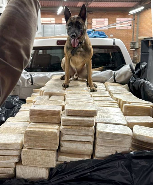 Um cão policial transformou uma operação rotineira de busca em Blumenau (SC) na chave para desmontar um dos maiores carregamentos de cocaína já encontrados no Vale do Itajaí (Foto: X)