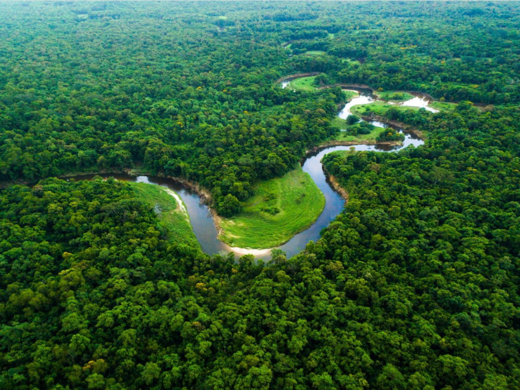 Um novo estudo científico acende um alerta sobre o futuro da Floresta Amazônica (Foto: X)