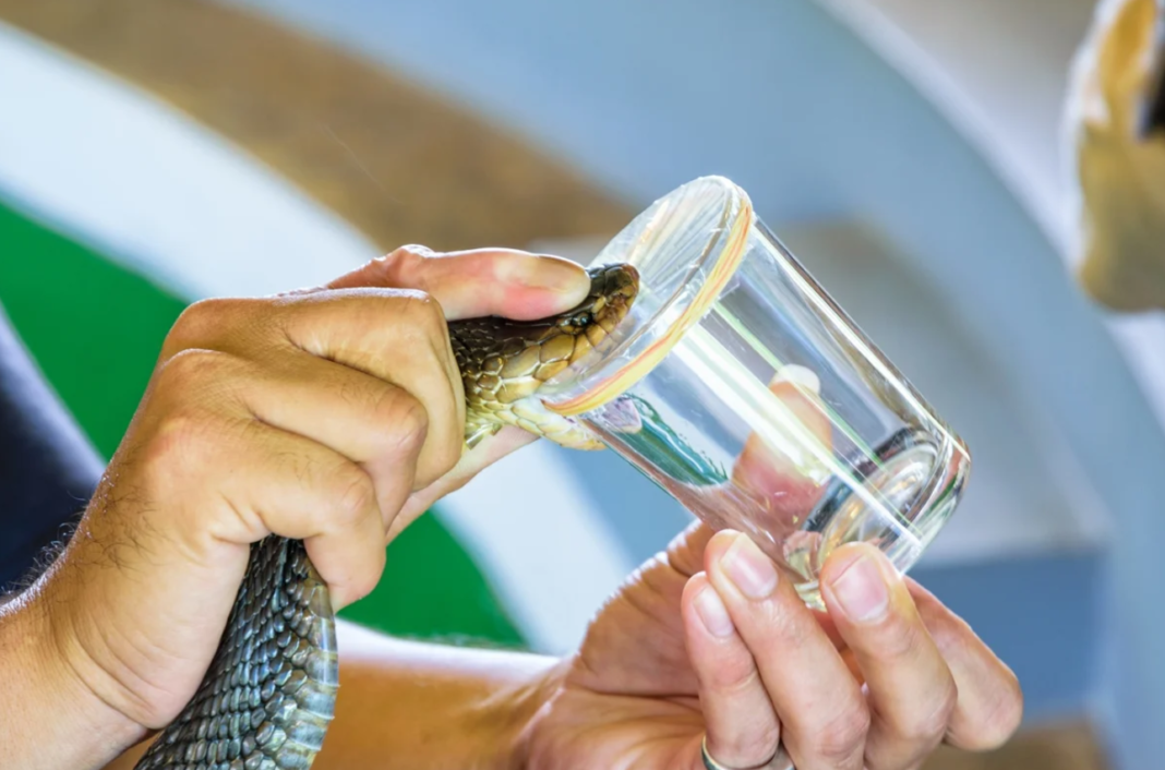 Estimativas indicam que entre 1,8 milhão e 2,7 milhões de pessoas são envenenadas por serpentes todos os anos, resultando em até 138 mil mortes e centenas de milhares de sobreviventes com sequelas permanentes (Foto: X)