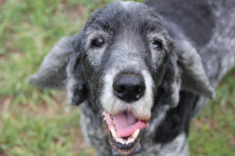 À medida que os cães envelhecem, mudanças de comportamento costumam surgir (Foto: X)