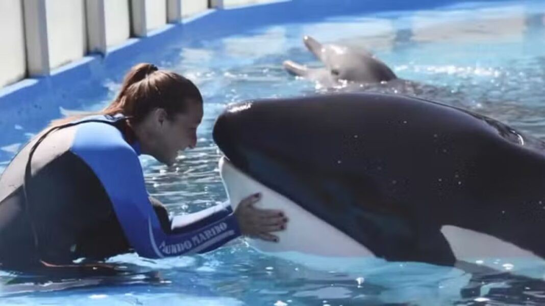 A orca Kshamenk, conhecida mundialmente como a “mais solitária do mundo”, morreu no último domingo (14), aos 36 anos, no parque aquático Mundo Marino, na Argentina (Foto: X)