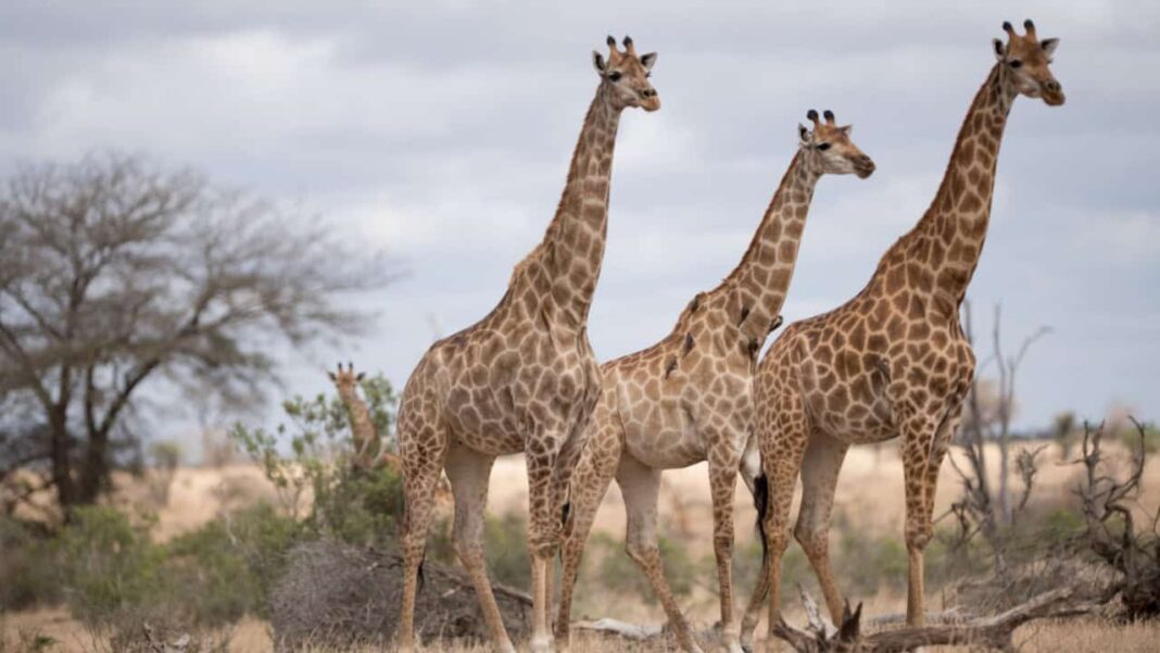 A girafa está entre os animais mais emblemáticos do planeta. Presente em registros humanos há milhares de anos, admirada em arte, mitologia e ciência, ela sempre despertou fascínio (Foto: X)