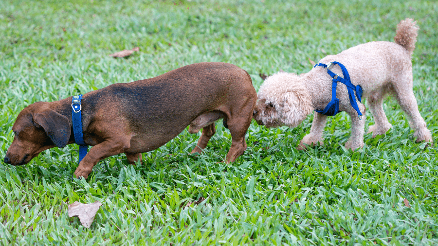 Para humanos, a cena pode parecer estranha. Para cães, é comunicação pura. Quando dois cachorros se encontram e seguem direto para o “cumprimento” pelo cheiro, eles não estão fazendo “maldade” nem sendo deseducados: estão acessando um tipo de ficha completa do outro animal por meio de sinais químicos (Foto: X)