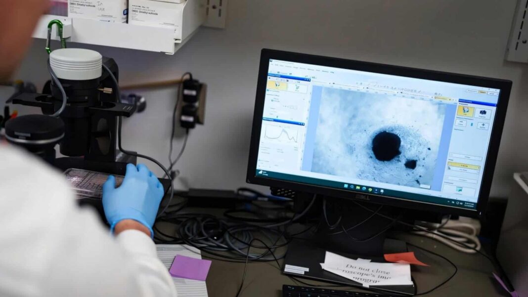 Pesquisadores da Michigan State University (MSU), nos Estados Unidos, desenvolveram um mini coração humano em laboratório capaz de reproduzir a fibrilação atrial, uma das arritmias cardíacas mais comuns e difíceis de tratar (Foto: X)