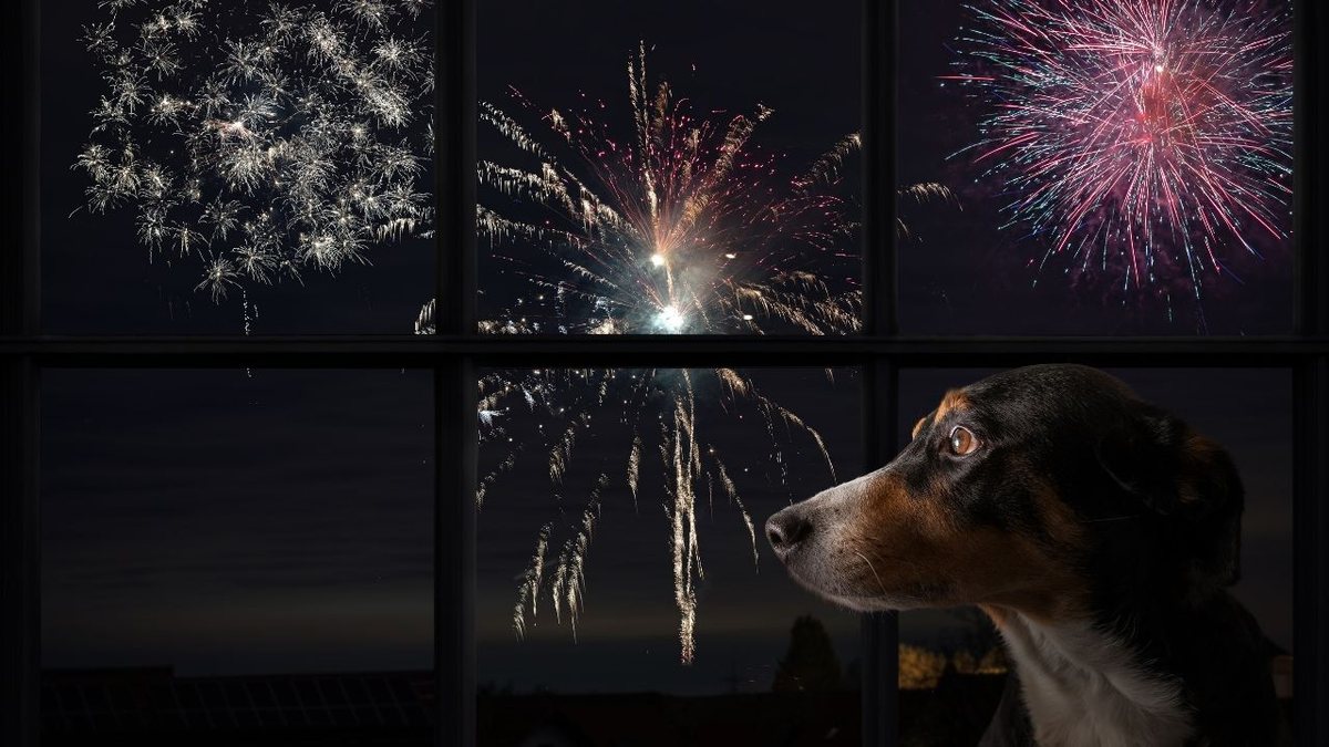 Nos c&atilde;es, a sensibilidade auditiva chega a ser quatro vezes superior &agrave; nossa (Foto: X)