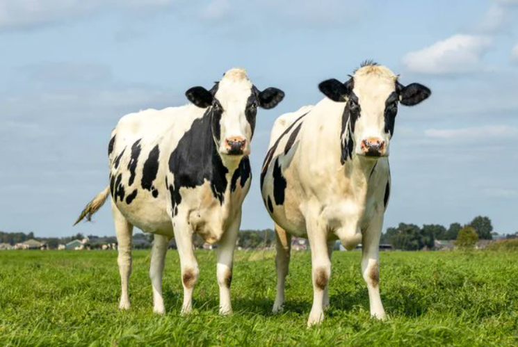 Longe de serem animais indiferentes, as vacas desenvolvem relações sociais duradouras dentro do rebanho (Foto: X)