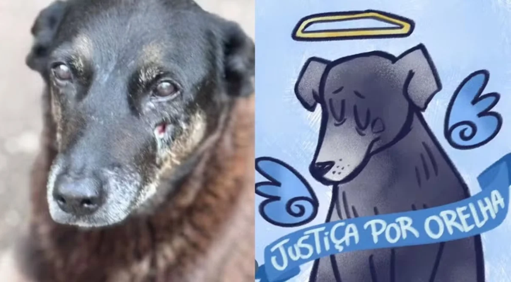 A morte do cão comunitário conhecido como Orelha, na Praia Brava, em Florianópolis, ultrapassou os limites de um caso isolado de maus-tratos e se transformou em um símbolo de indignação coletiva (Foto: X)