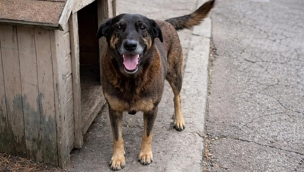A Vara da Infância e Juventude de Florianópolis determinou que plataformas digitais removam publicações que possam identificar adolescentes supostamente ligados à morte do cão Orelha, registrada na Praia Brava, na capital catarinense (Foto: X)