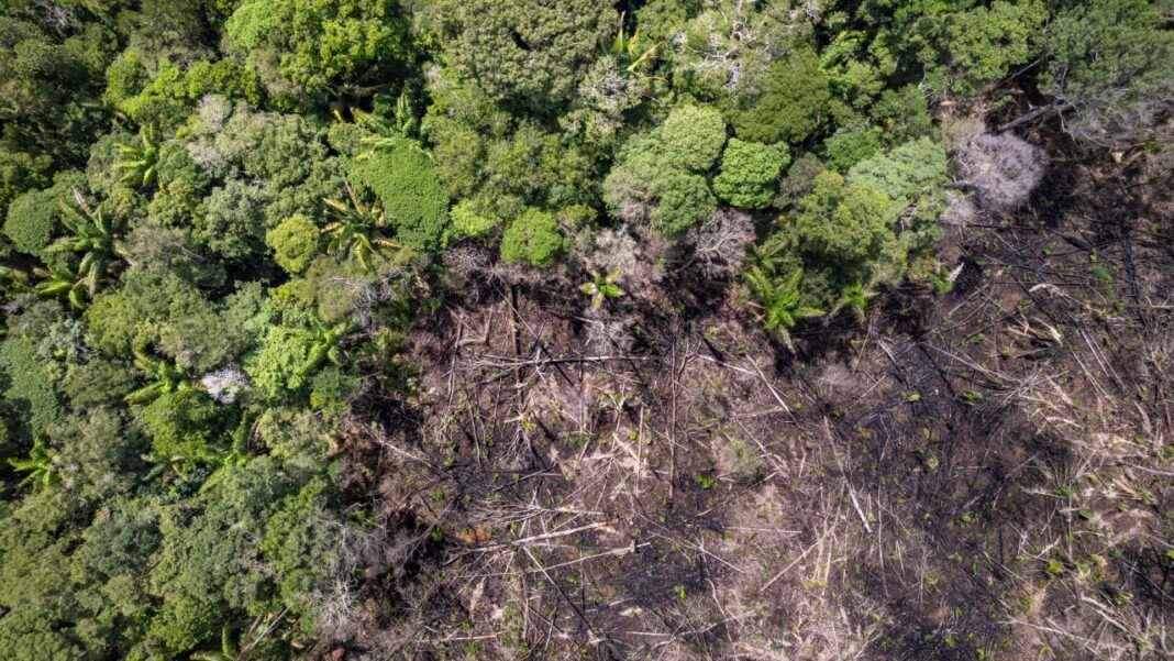 A expansão do desmatamento na Amazônia já produz efeitos mensuráveis sobre o clima regional (Foto: X)