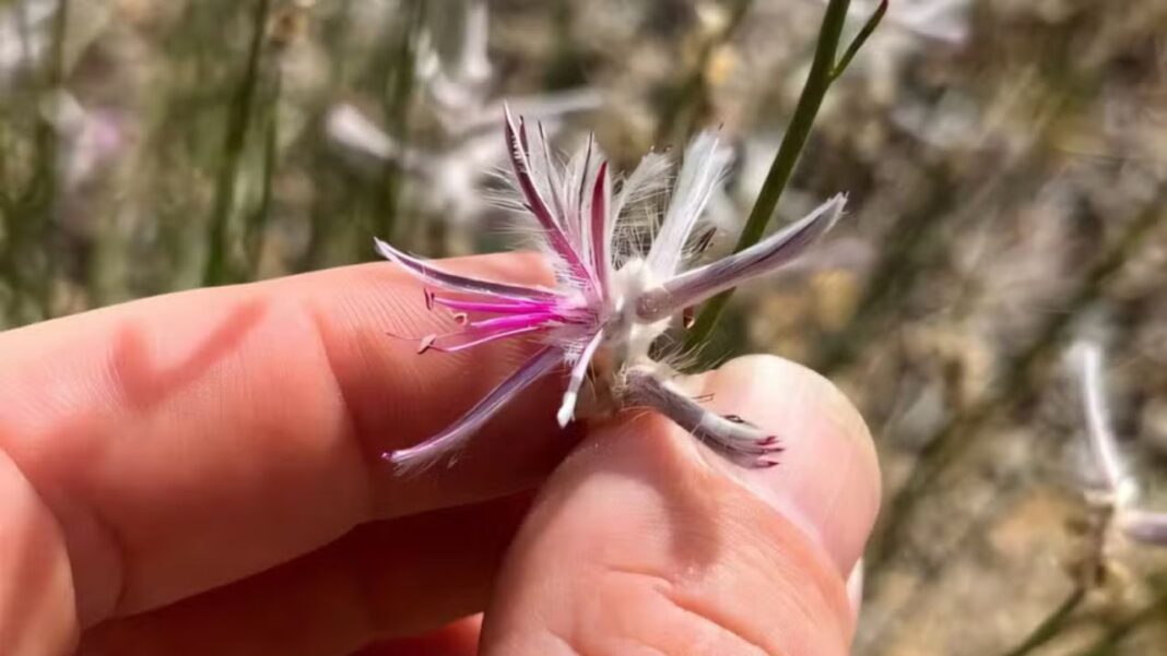 Uma espécie vegetal considerada extinta há mais de seis décadas voltou a chamar a atenção da ciência — e não por meio de uma expedição oficial, mas a partir do olhar atento de um pesquisador amador (Foto: X)