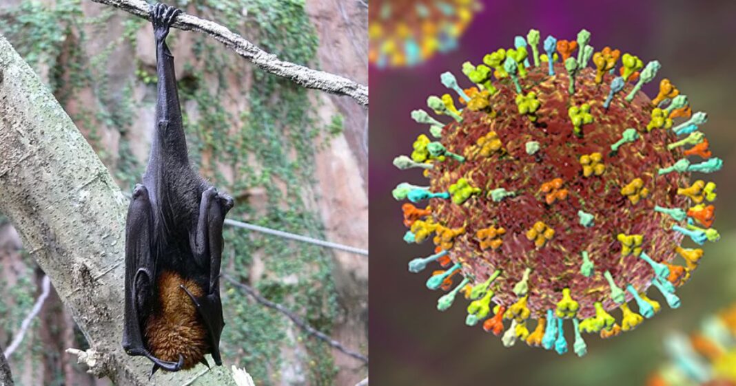 As autoridades de saúde da Índia afirmam que não há, no momento, risco de um surto descontrolado do vírus Nipah, após a confirmação de dois casos no estado de Bengala Ocidental, no nordeste do país (Foto: X)