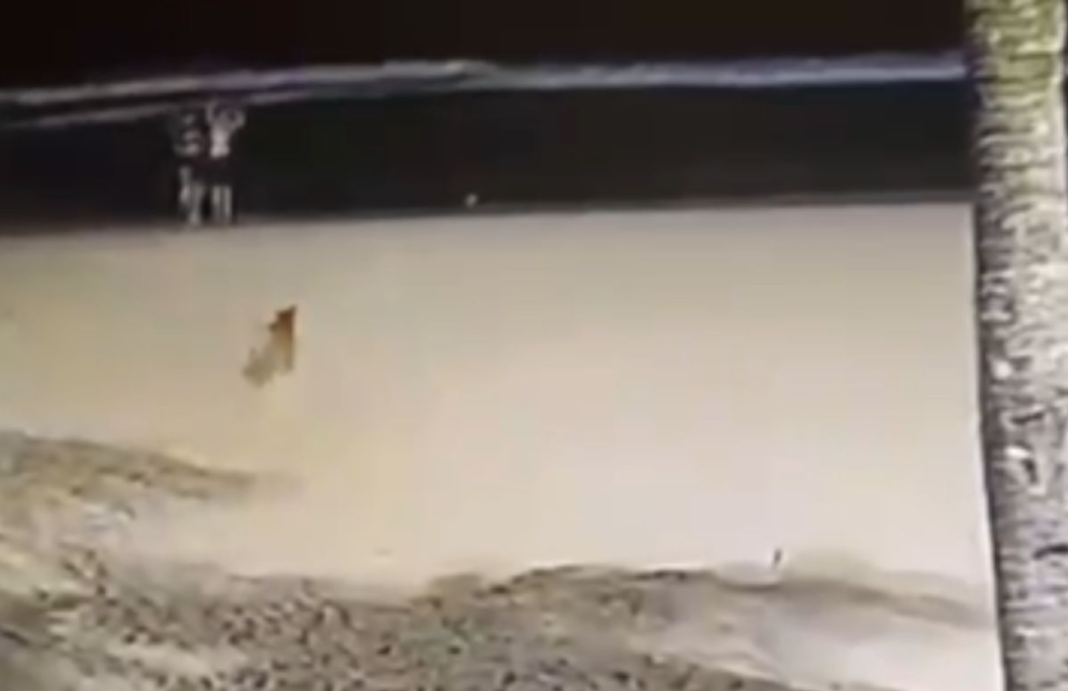 Novas imagens de câmeras de segurança analisadas pela Polícia Civil de Santa Catarina mostram três suspeitos levando o cão conhecido como Caramelo pela faixa de areia da Praia Brava pouco antes de ele ser jogado no mar (Foto: X)