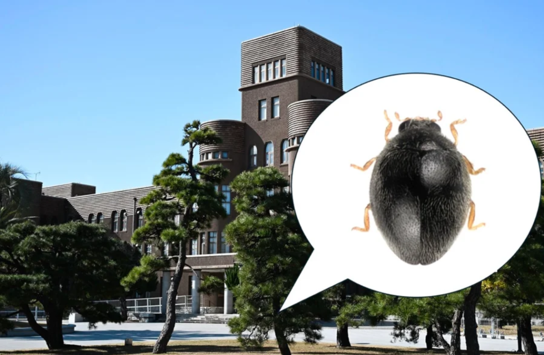 Uma descoberta inesperada surpreendeu cientistas no Japão. Uma nova espécie de joaninha foi identificada não em uma floresta remota, mas em uma árvore localizada no campus da Universidade de Kyushu, no sul do país (Foto: X)