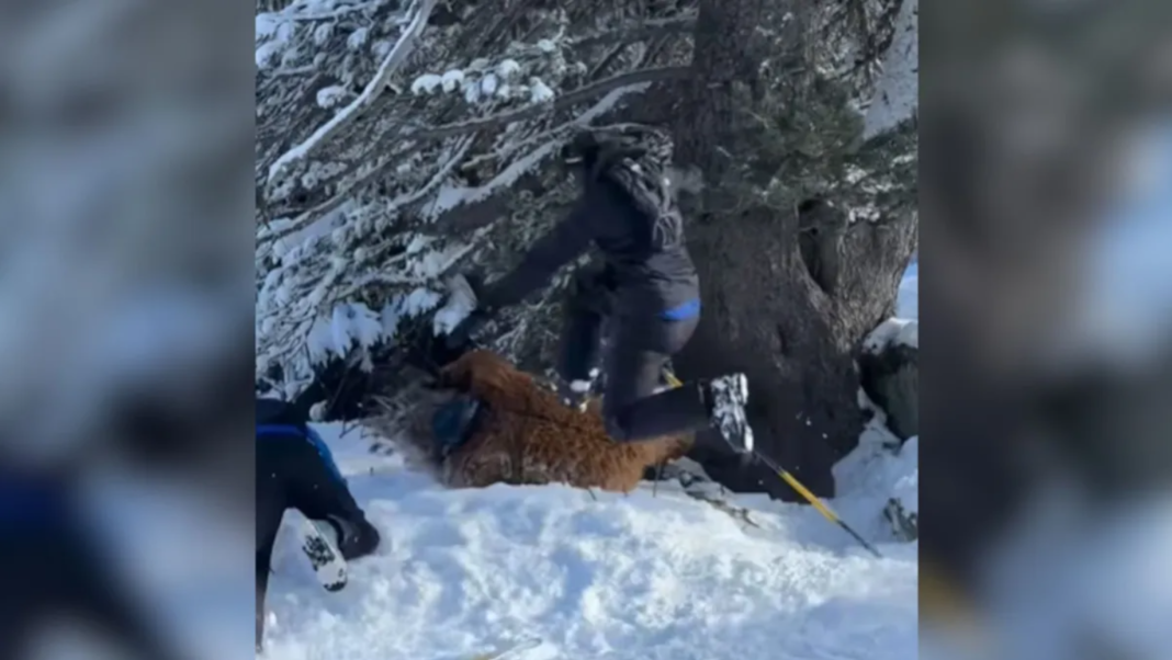 Um brasileiro de 41 anos foi vítima de uma agressão violenta na estação de esqui de Méribel, nos Alpes franceses, enquanto usava uma fantasia de Chewbacca (Foto: X)