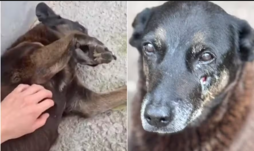 Uma moradora de Florianópolis admitiu à Polícia Civil que divulgou uma informação falsa relacionada ao caso do cão comunitário Orelha, morto após sofrer maus-tratos no bairro Praia Brava (Foto: X)