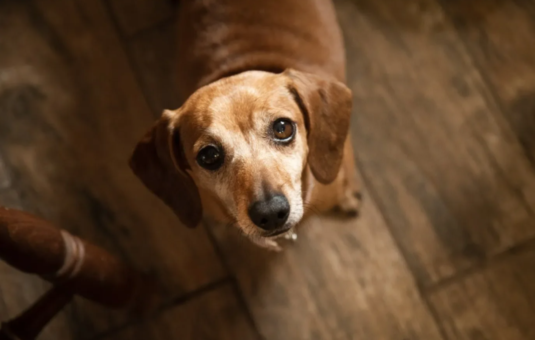 Um estudo conduzido por pesquisadores da Universidade de Medicina Veterinária de Viena, em parceria com a Universidade Eötvös Loránd (ELTE), revelou que cães podem aprender novas palavras de maneira semelhante à observada em crianças pequenas (Foto: X)