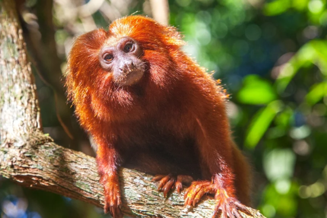 No Brasil, as autoridades resgataram mais de 200 animais e desarticularam uma quadrilha internacional envolvida no tráfico de mico-leão-dourado, espécie ameaçada (Foto: X)