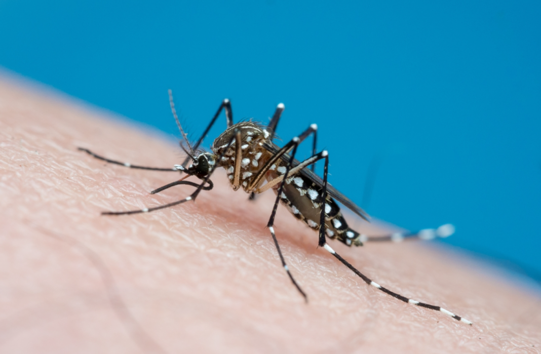 O avanço recente de casos de chikungunya em países do continente levou a Organização Pan-Americana da Saúde a divulgar um novo alerta epidemiológico (Foto: X)