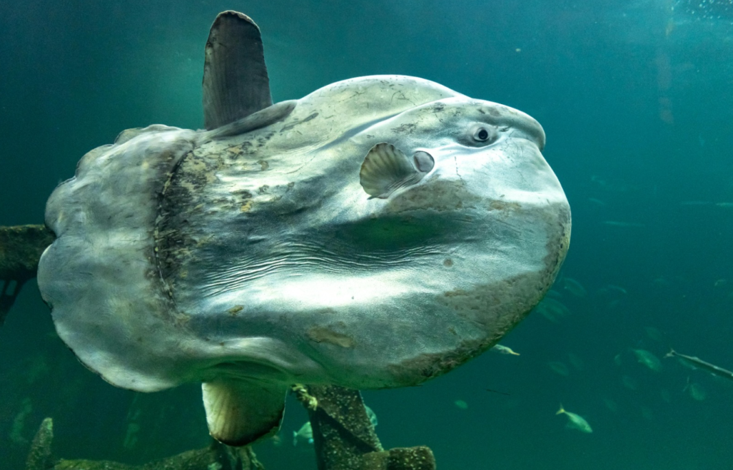 Alvo frequente de piadas nas redes sociais por seu formato estranho e jeito desengonçado de nadar, o Mola mola — conhecido como peixe-lua — está longe de ser um “animal inútil