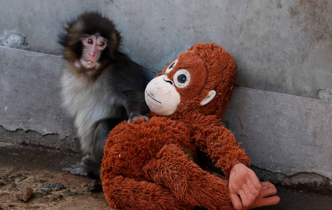 A história de um filhote conhecido como Punch ganhou o mundo nas redes sociais ao mostrar o animal agarrado a um orangotango de pelúcia (Foto: X)