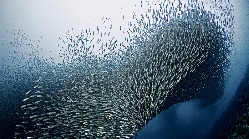 O aumento constante da temperatura dos oceanos está associado a uma queda significativa na quantidade de peixes, segundo estudo publicado na revista Nature Ecology & Evolution (Foto: X)