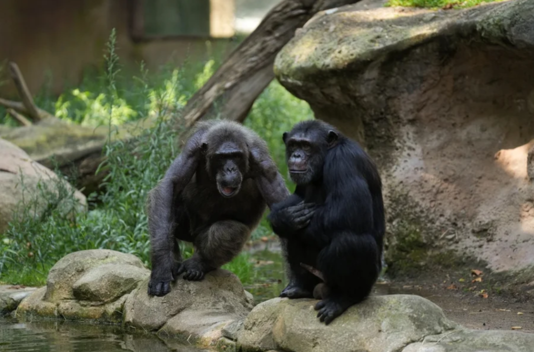 Chimpanzés que vivem no Parque Nacional de Kibale, em Uganda, estão consumindo álcool de forma recorrente — não por intervenção humana, mas por meio da própria dieta (Foto: X)