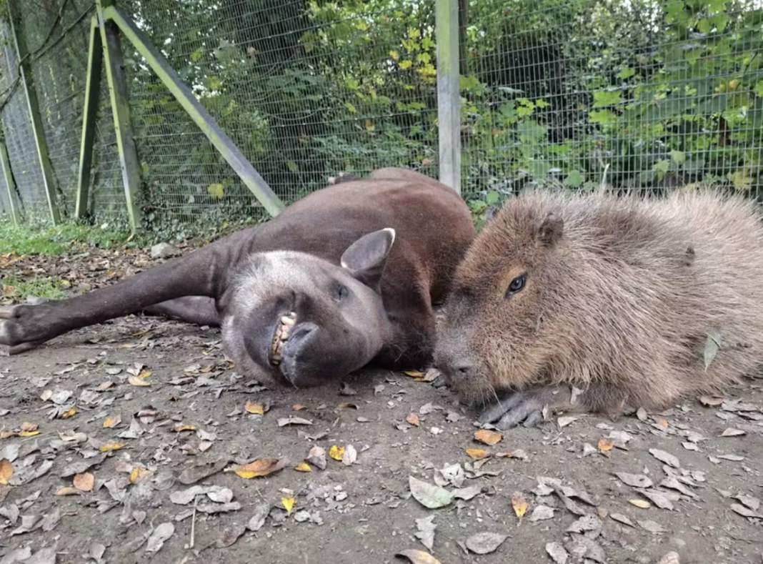 O Newquay Zoo anunciou a morte de dois dos animais mais emblemáticos do seu recinto sul-americano (Foto: X)