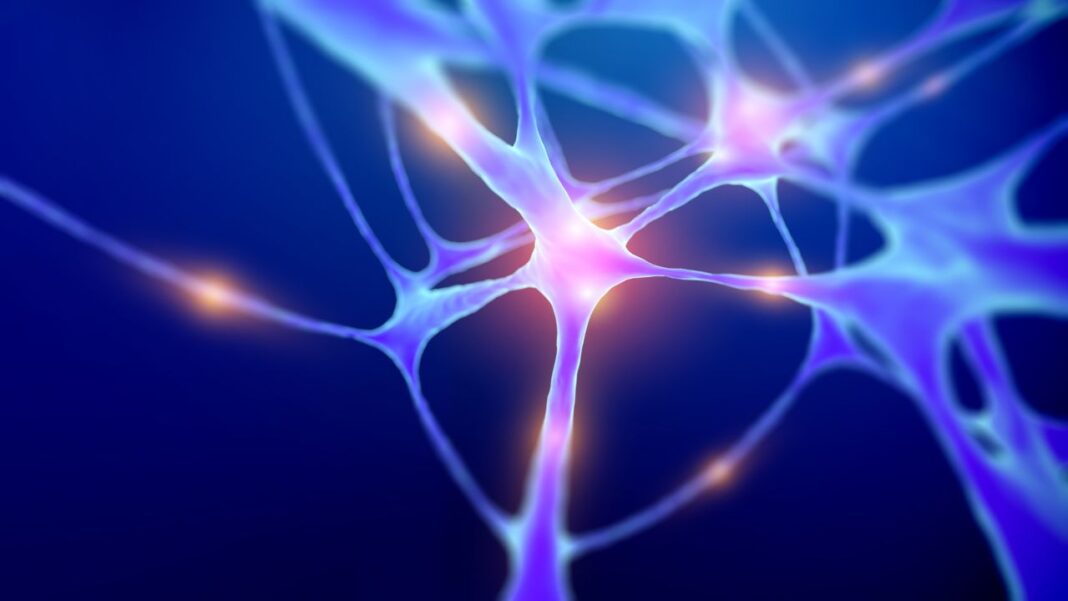 Pesquisadores conseguiram restaurar a memória em ratos idosos por meio de uma técnica de “reprogramação parcial” de neurônios ligados ao armazenamento de lembranças (Foto: X)