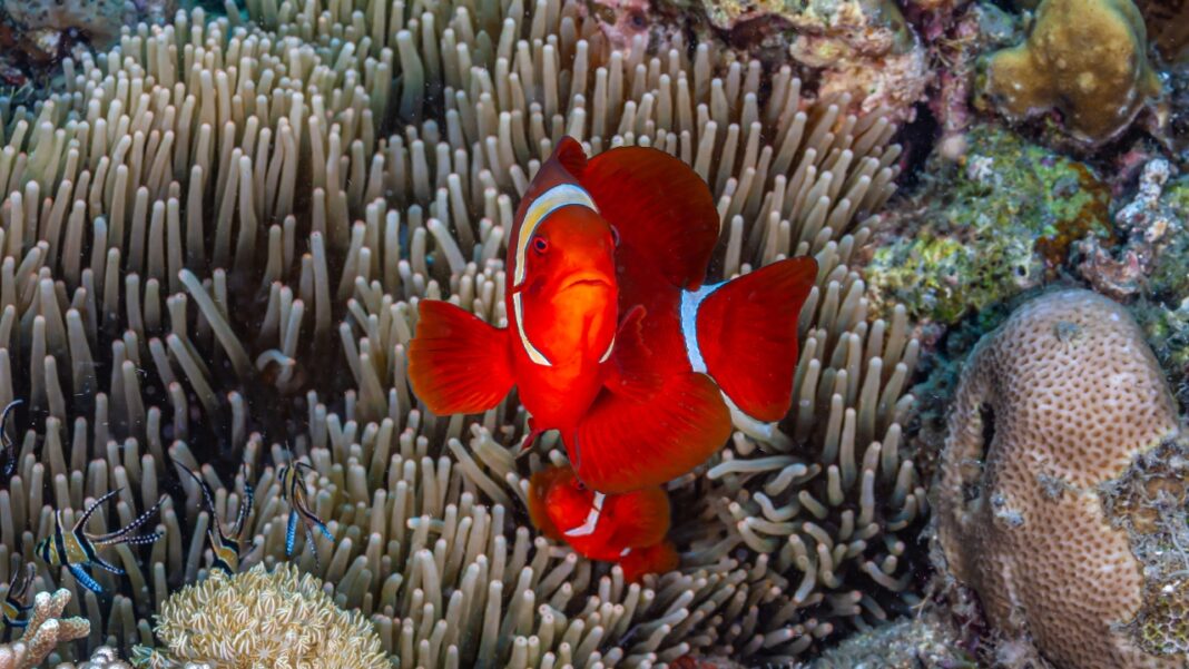 Um estudo publicado na revista PLOS Biology revelou que a convivência em ambientes hierárquicos pode alterar a aparência física do peixe-palhaço-tomate, o Amphiprion frenatus (Foto: X)