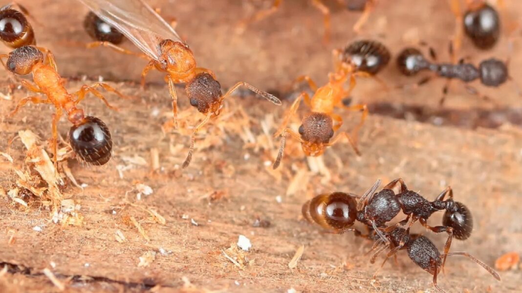 Pesquisadores identificaram uma espécie incomum de formiga no Japão que desafia o funcionamento tradicional das colônias desses insetos (Foto: X)