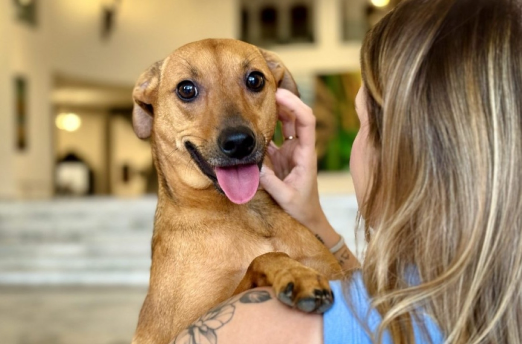 A despedida de um animal de estimação passa a ter novo significado jurídico em São Paulo (Foto: X)