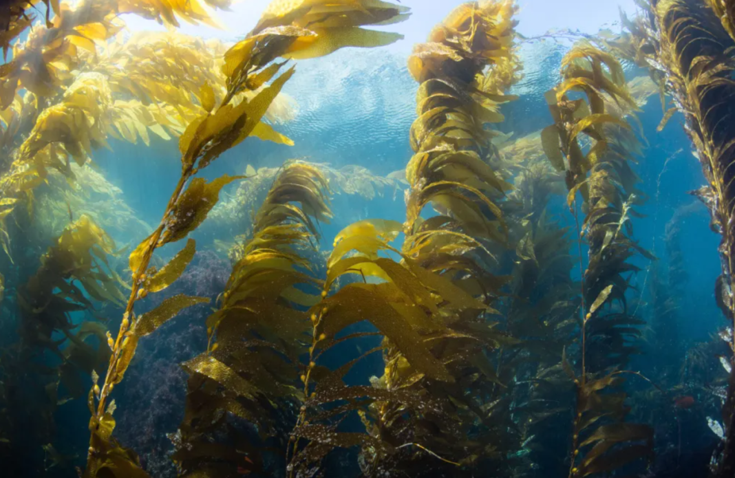 Pesquisadores identificaram que algas marinhas podem ter potencial para prevenir infecções causadas pelo norovírus, principal responsável por quadros de gastroenterite aguda (Foto: X)