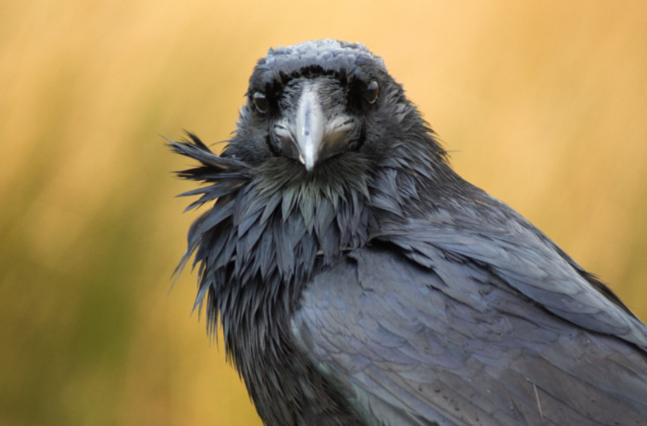 A habilidade foi observada em experimentos realizados com aves da família Corvidae, grupo que inclui espécies como o Corvus corax, conhecido popularmente como corvo-comum (Foto: X)