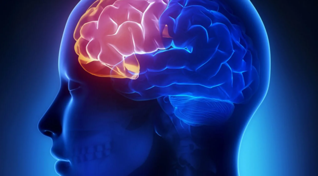 Um novo estudo conduzido por pesquisadores da Universidade Monash trouxe uma explicação inédita para sintomas clássicos do Transtorno de Déficit de Atenção e Hiperatividade (TDAH) (Foto: X)