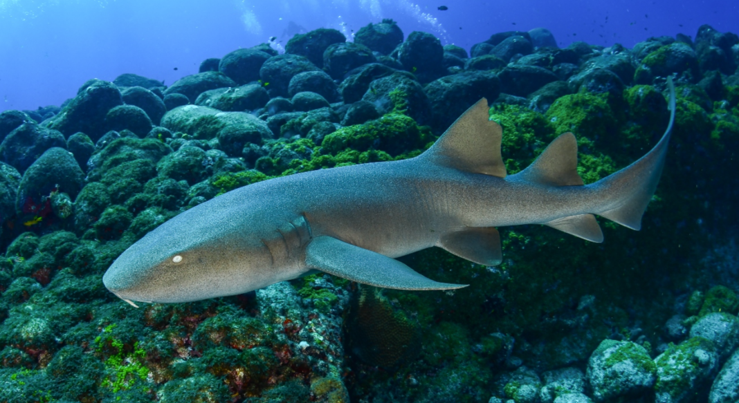 Entre as espécies avaliadas estão o tubarão-lixa (Ginglymostoma cirratum) e o tubarão-de-recife-do-caribe (Carcharhinus perezi), ambos com registros de múltiplas substâncias no organismo (Foto: X)